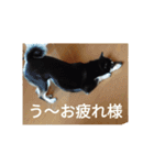 黒柴犬 日本犬（個別スタンプ：2）