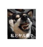 黒柴犬 日本犬（個別スタンプ：4）