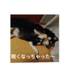 黒柴犬 日本犬（個別スタンプ：6）