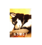 黒柴犬 日本犬（個別スタンプ：7）