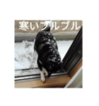 黒柴犬 日本犬（個別スタンプ：8）