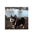 黒柴犬 日本犬（個別スタンプ：10）