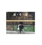 黒柴犬 日本犬（個別スタンプ：11）