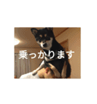 黒柴犬 日本犬（個別スタンプ：13）