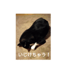 黒柴犬 日本犬（個別スタンプ：14）