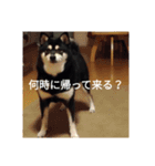 黒柴犬 日本犬（個別スタンプ：16）