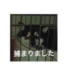 黒柴犬 日本犬（個別スタンプ：18）