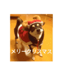 黒柴犬 日本犬（個別スタンプ：19）