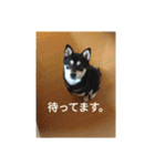 黒柴犬 日本犬（個別スタンプ：24）