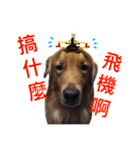 Greedy dog "whisky"（個別スタンプ：10）