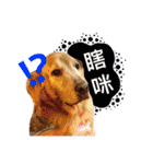 Greedy dog "whisky"（個別スタンプ：16）