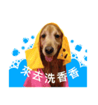 Greedy dog "whisky"（個別スタンプ：20）