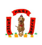 Greedy dog "whisky"（個別スタンプ：24）