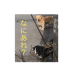 sato fam's dogs（個別スタンプ：4）