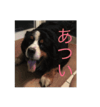 sato fam's dogs（個別スタンプ：10）