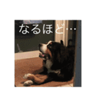 sato fam's dogs（個別スタンプ：14）