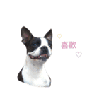 Boston Terrier, manto（個別スタンプ：2）