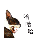 Boston Terrier, manto（個別スタンプ：4）