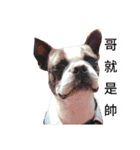 Boston Terrier, manto（個別スタンプ：5）