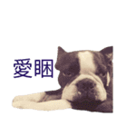 Boston Terrier, manto（個別スタンプ：9）