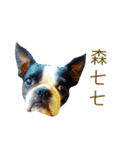 Boston Terrier, manto（個別スタンプ：10）