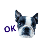 Boston Terrier, manto（個別スタンプ：11）