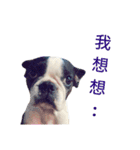 Boston Terrier, manto（個別スタンプ：13）