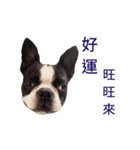 Boston Terrier, manto（個別スタンプ：15）