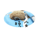 Hedgehog Tang（個別スタンプ：1）