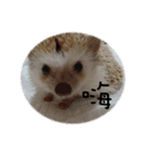 Hedgehog Tang（個別スタンプ：2）