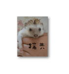 Hedgehog Tang（個別スタンプ：5）