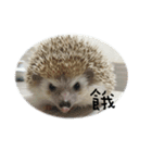 Hedgehog Tang（個別スタンプ：6）