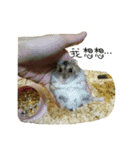 hamster in the house（個別スタンプ：15）