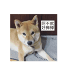 Shiba dog : Dodo（個別スタンプ：6）