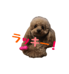 うちのプーちゃん。（個別スタンプ：2）