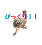 うちのプーちゃん。（個別スタンプ：4）