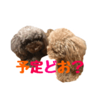 うちのプーちゃん。（個別スタンプ：6）