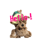 うちのプーちゃん。（個別スタンプ：7）