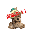 うちのプーちゃん。（個別スタンプ：9）