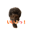 うちのプーちゃん。（個別スタンプ：10）