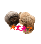 うちのプーちゃん。（個別スタンプ：11）