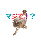 うちのプーちゃん。（個別スタンプ：12）
