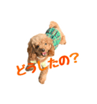うちのプーちゃん。（個別スタンプ：13）
