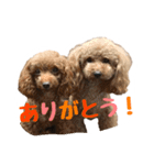 うちのプーちゃん。（個別スタンプ：14）
