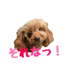 うちのプーちゃん。（個別スタンプ：16）
