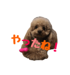 うちのプーちゃん。（個別スタンプ：18）