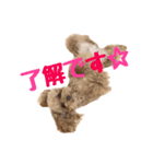 うちのプーちゃん。（個別スタンプ：20）