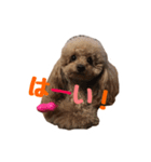 うちのプーちゃん。（個別スタンプ：21）