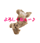 うちのプーちゃん。（個別スタンプ：23）