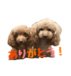 うちのプーちゃん。（個別スタンプ：24）